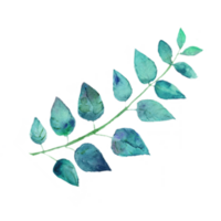 acuarela botánico ilustración con azul rama png