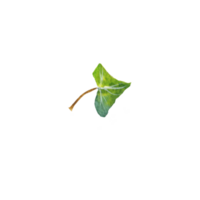 acuarela botánico ilustración con verde hoja png