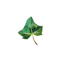 vattenfärg botanisk illustration med grön blad png