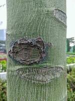 Close-up photo with detail of a kurrajong tree trunk, with the scientific name Brachychiton rupestris, has a bulging round trunk resembling a bottle