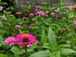 Zinnia elegans blooming in the garden with selected focus and unfocused natural green garden background photo