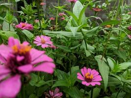 Zinnia elegans blooming in the garden with selected focus and unfocused natural green garden background photo