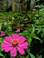 un de cerca de un brillante púrpura-rosa zinnia flor con seleccionado atención y desenfocado natural verde jardín fondo, además conocido como zinnia elegans o zinnia violacea cav. foto