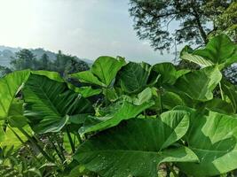 Close-up photo of elephant ear leaves or in a scientific name known as alocasia esculenta, with water drops in the garden. Used for leaves background. Tropical green taro leaf.