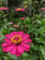 A close-up of a bright purple-pink zinnia flower with selected focus and unfocused natural zinnia garden background photo