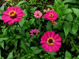 A close-up of a bright purple-pink zinnia flower with selected focus and natural green garden background, also known as Zinnia elegans or Zinnia violacea Cav. photo