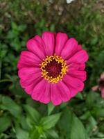 A close-up of a bright purple-pink zinnia flower with macro shot, selected focus, and unfocused background, also known as Zinnia elegans or Zinnia violacea Cav. photo