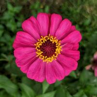 A close-up of a bright purple-pink zinnia flower with macro shot, selected focus, and unfocused background, also known as Zinnia elegans or Zinnia violacea Cav. photo