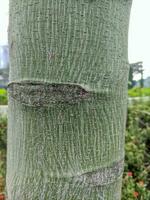 Close-up photo with detail of a kurrajong tree trunk, with the scientific name Brachychiton rupestris, has a bulging round trunk resembling a bottle