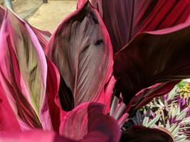 Cordyline fruticosa with a medium-sized shrub and a different color between red and pink. Close-up of a cordyline with bright pink and red color. Used as a foodstuff and medicine. photo