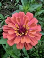 A close-up of a orange-yellow pale zinnia flower with macro shot, selected focus, and unfocused background, also known as Zinnia elegans or Zinnia violacea Cav. photo