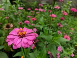 Zinnia elegans blooming in the garden with selected focus and unfocused natural green garden background photo