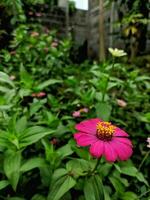 A close-up of a bright purple-pink zinnia flower with selected focus and unfocused natural green garden background, also known as Zinnia elegans or Zinnia violacea Cav. photo