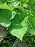 Close-up photo of elephant ear leaves or in a scientific name known as alocasia esculenta, with water drops in the garden. Used for leaves background. Tropical green taro leaf.