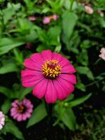 A close-up of a bright purple-pink zinnia flower with selected focus and unfocused natural green garden background, also known as Zinnia elegans or Zinnia violacea Cav. photo