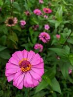 A close-up of a bright purple-pink zinnia flower with selected focus and unfocused natural zinnia garden background, also known as Zinnia elegans or Zinnia violacea Cav. photo