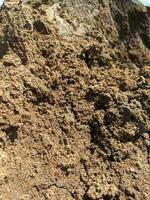 Fertile dry soil texture. Natural background of dry soil. Close-up of fertile dry soil for the background. Gardening or planting concept with copy space. photo