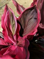 Cordyline fruticosa with a medium-sized shrub and a different color between red and pink. Close-up of a cordyline with bright pink and red color. Used as a foodstuff and medicine. photo