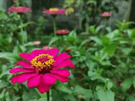 A close-up of a bright purple-pink zinnia flower with selected focus and unfocused natural zinnia garden background, also known as Zinnia elegans or Zinnia violacea Cav. photo