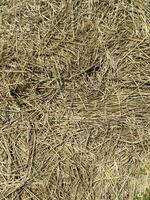 A close-up photo of dry straw texture. Dry grass background. Hay straw with pale yellow color, can be used for texture or background.