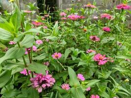 Zinnia elegans blooming in the garden with selected focus and unfocused natural green garden background photo