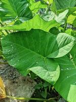 Close-up photo of elephant ear leaves or in a scientific name known as alocasia esculenta, with water drops in the garden. Used for leaves background. Tropical green taro leaf.