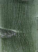 Close-up photo with detail of a kurrajong tree trunk, with the scientific name Brachychiton rupestris, has a bulging round trunk resembling a bottle