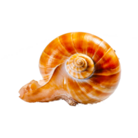 Snail shell, png Ai Generative