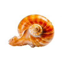 Caracol concha, png ai generativo