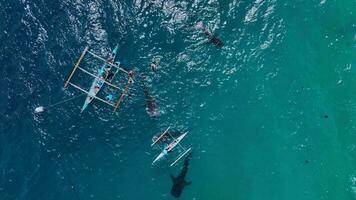 Schnorcheln mit Selten Wal Haie auf Cebu Insel, Philippinen, Antenne Aussicht video