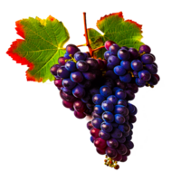 Fresh dark blue grapes png