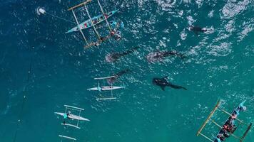 plongée en apnée avec rare baleine les requins sur cebu île, Philippines, aérien vue video