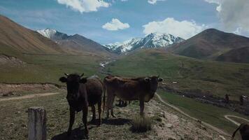 mandria di mucche pascolo alto nel il montagne, aereo Visualizza video