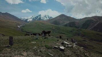 Herd Of Cows Grazing High In The Mountains, Aerial View video