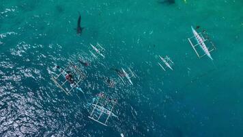 bucear con raro ballena tiburones en cebú isla, filipinas, aéreo ver video
