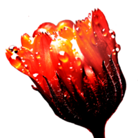 icon petals flower png