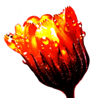 icon petals flower png