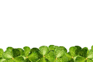 icon clover form border png