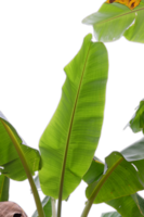 banana tree isolated on di cut background png