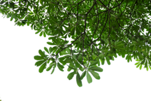 árbol rama con verde hojas aislado png