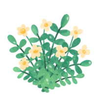 fiori acquerello clipart png