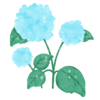 Flowers watercolor clipart png