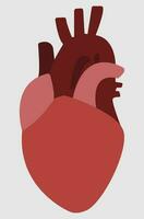 Human's heart, heart, cardiology, cardiovascular, cardioid shape, heart illustration vector, red and dark red and grey colors, suitable for educational content and medicine book and science lesson vector