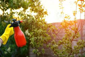 Spraying of peach fruit tree which sick leaf curl Taphrina deformans by fungicides photo