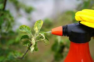 Spraying of peach fruit tree which sick leaf curl Taphrina deformans by fungicides. photo