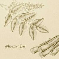 Licorice root in engraved retro style on beige background vector