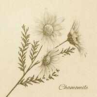 Chamomile in engraved retro style on beige background vector