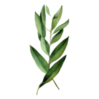 vattenfärg botanisk element, png transparent bakgrund, isolerat, Nej bakgrund, ai generativ