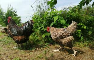 chicken and rooster running around in the garden photo