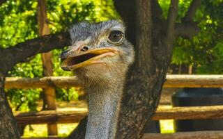 Beautiful funny ostrich bird birds farm in Puerto Escondido Mexico. photo